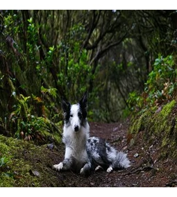 Kullancs elleni védelem kutyáknak — a mi tapasztalataink