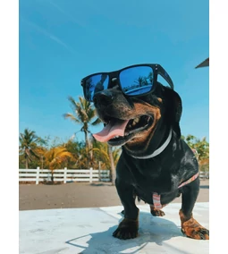 Nyaralás kutyával: szuper tippek a tökéletes közös vakációhoz