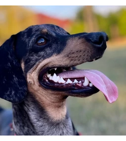 Tobi és a csípő diszplázia