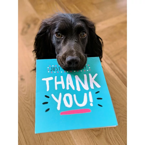 Jutalomfalat a Forte Állatvédelmi Egyesület kutyusainak