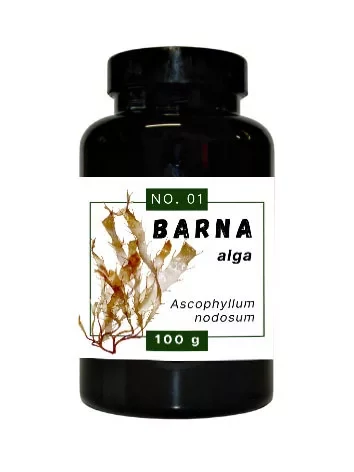 Quebeck Barna alga por 100G